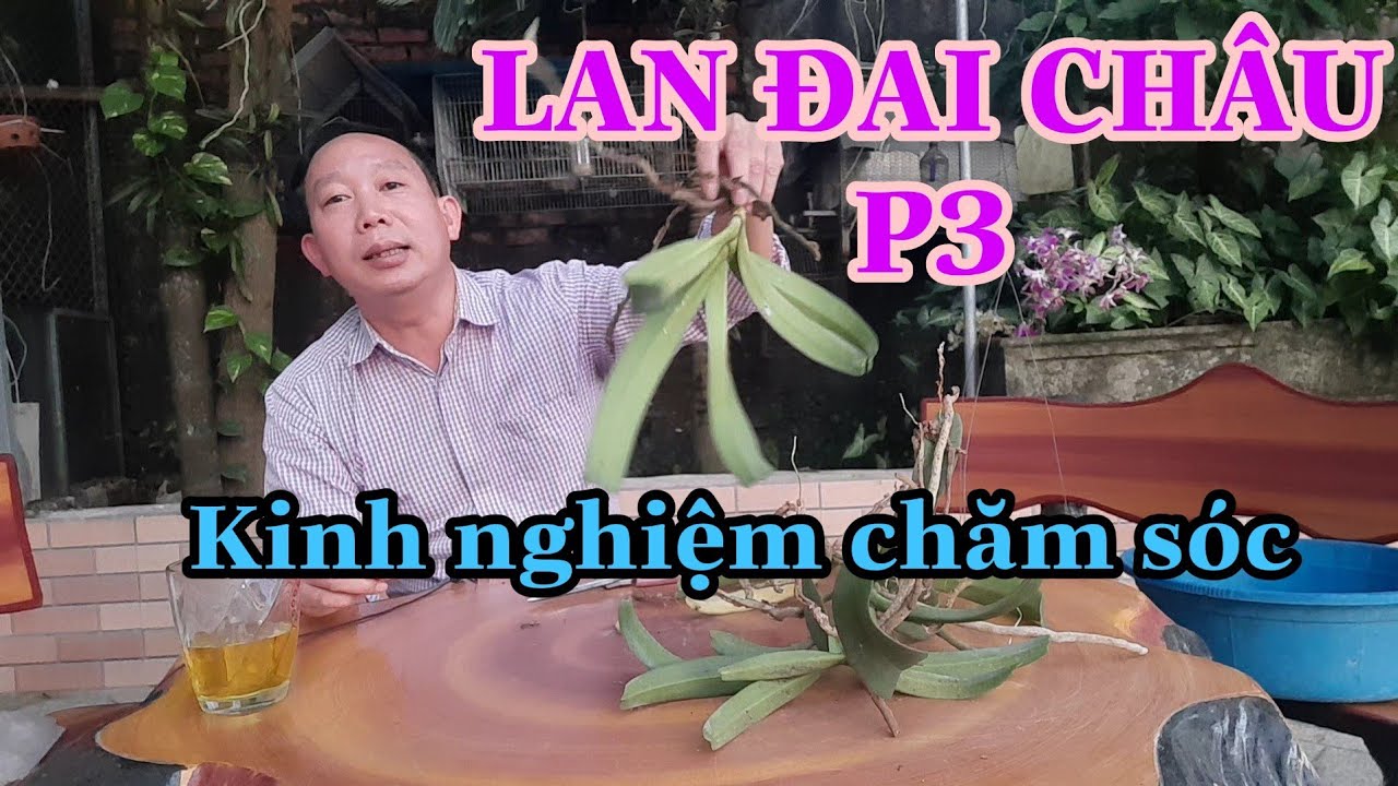 LAN ĐAI CHÂU - PHẦN 3 Cách chăm sóc
