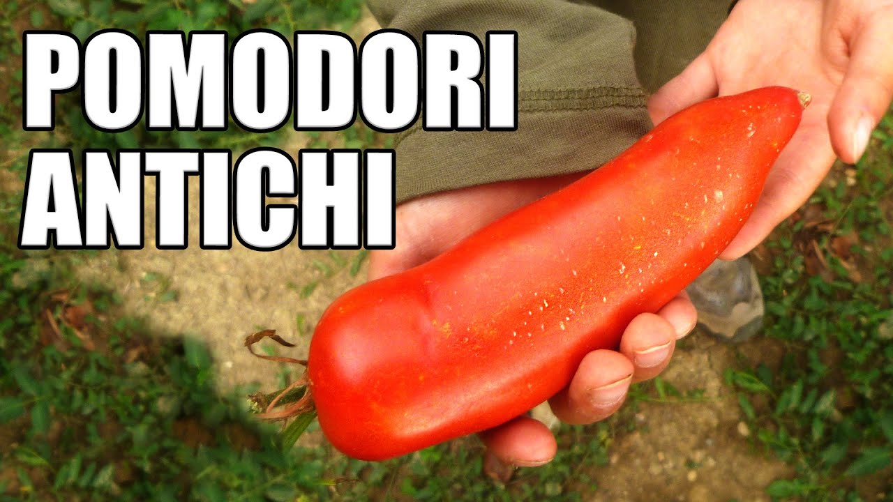 Pomodori antichi - La casa dei semi del Trasimeno