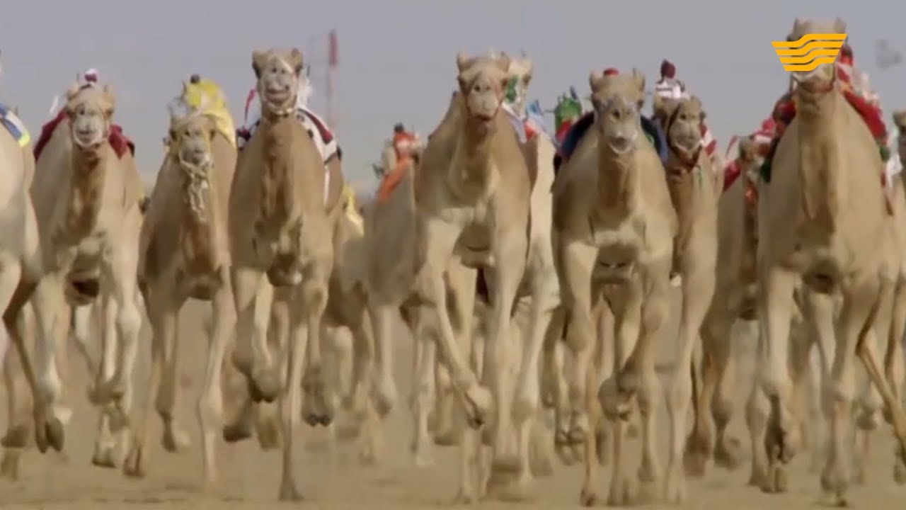 «Тур де Хабар». Ислам елдері