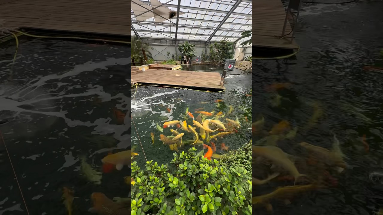 XXL KOI FARM 🤩 Welcome to DAINICHI EUROPE 🤝 #dainichi #koi #koikaufen #fish #koifish #koipond