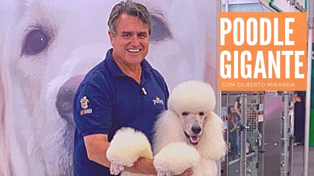 Poodle Gigante