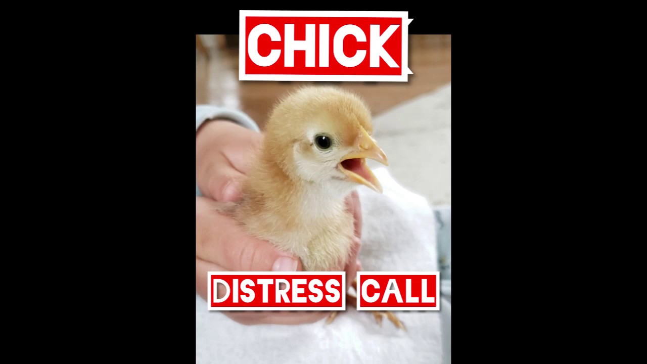 Baby Chick Cheeping | Distress Call