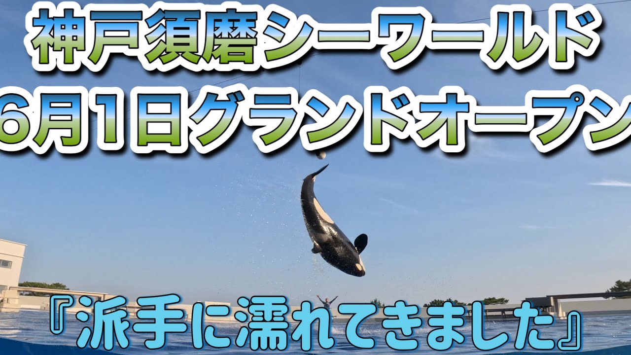 【神戸須磨シーワールド】6月1日グランドオープン！シャチパフォーマンス17:00開演（中央最前列2列目）