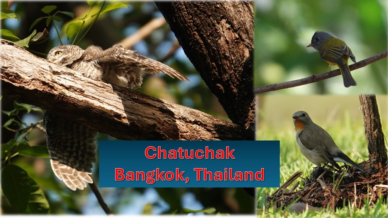 Birding in Bangkok-Chatuchak, Thailand. 7 Jan 2025