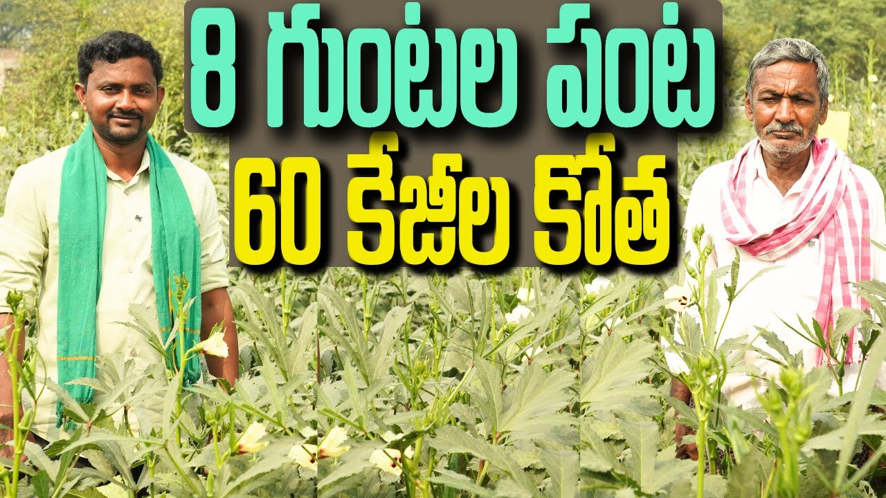 అరెకరంలో బెండ సాగు । కావేరీ శౌర్య
