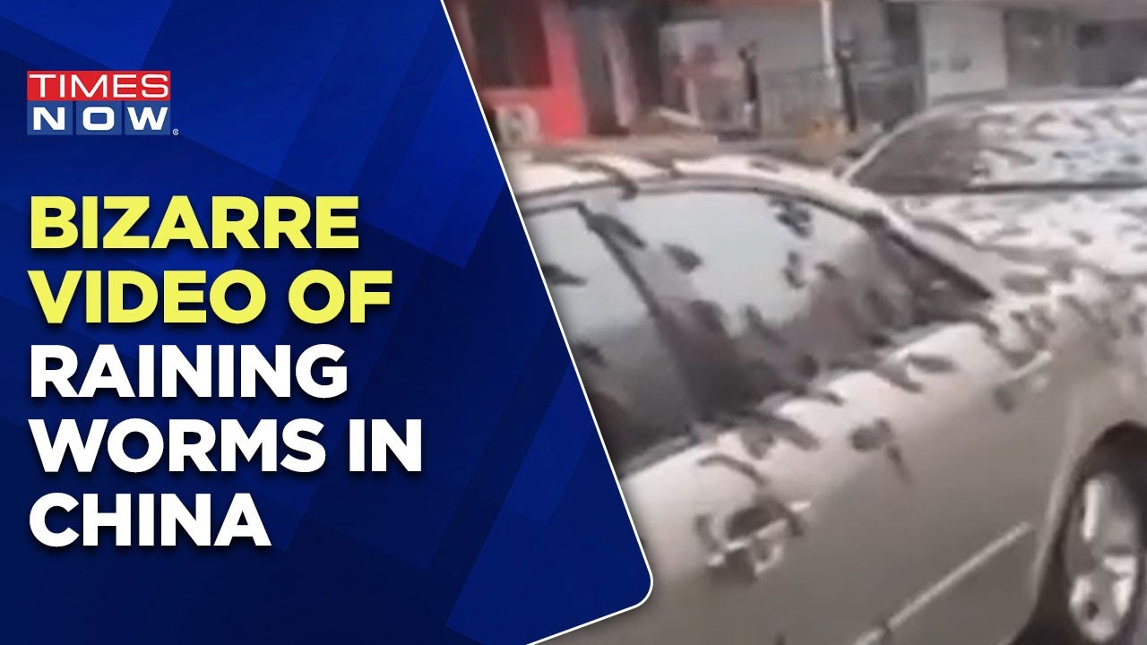 Bizarre Video Of Raining Worms In China's Beijing Went Viral, Slimy Creature Falling From The Sky