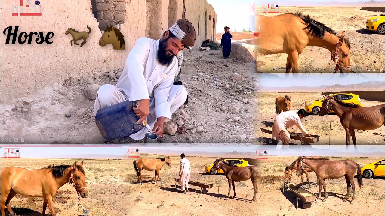 زندگی ساده و صمیمی کاکا نثار احمد شوقی در روستا
