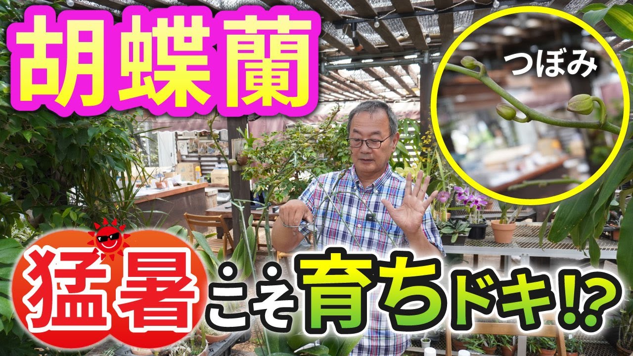 【洋蘭】猛暑がチャンス!? 胡蝶蘭の夏の育て方を解説していきます！[orchid]The heatwave is an opportunity!@seedpot368  #sheathch