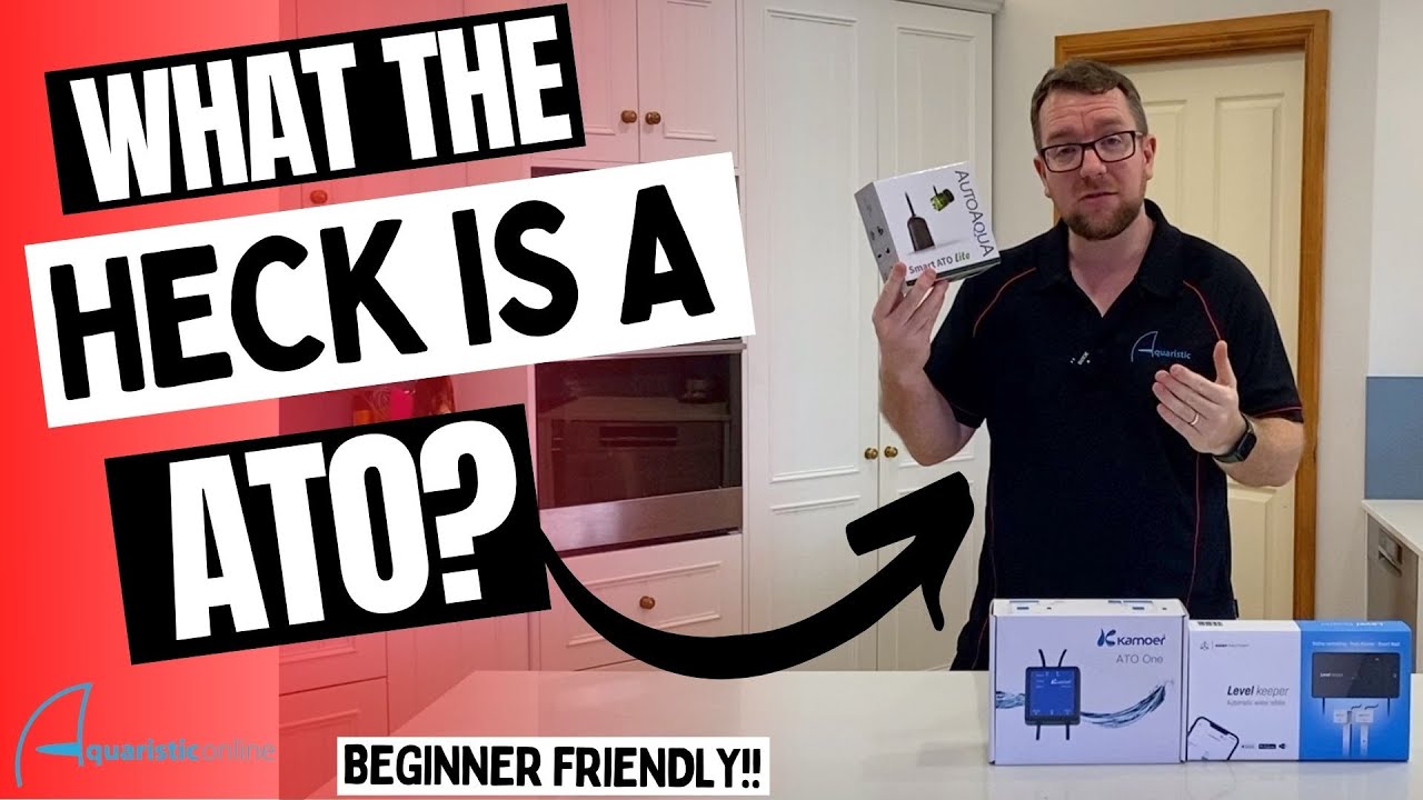 What the heck is an ATO? Beginner friendly!