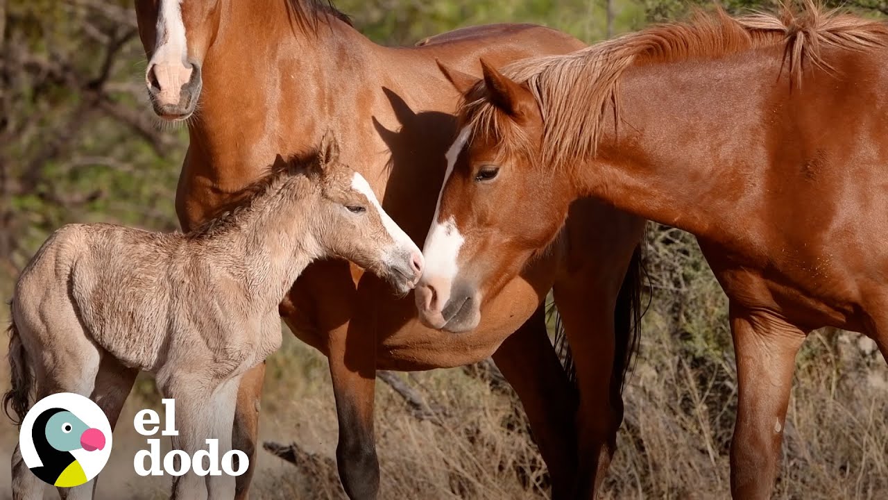 Caballo beb&eacute; salvaje da sus primeros pasos | El Dodo