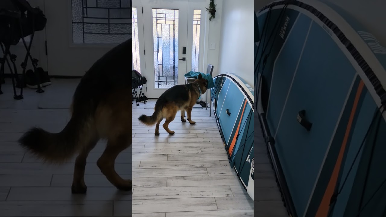 Shadow - AKC Virtual Scent Work Test (Experienced Test 2)  #akc #dogtraining