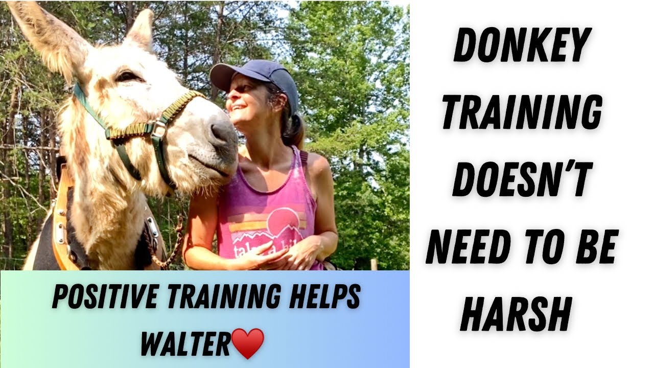 Training my Donkeys! Using Positive Training Methods to help a shut down donkey #burro #donkey