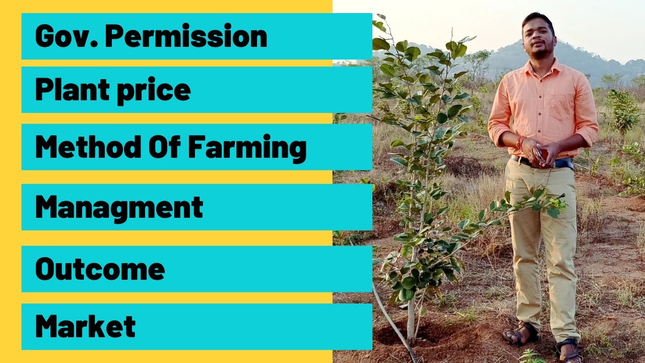 चन्दन लगाने का सही तरीका | chandan ki kheti kaise kare | everything about sandalwood farming