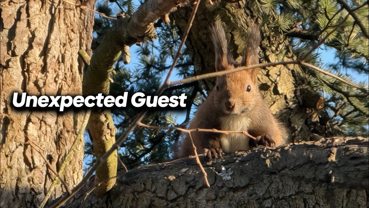 Frosty Winter Morning Walk | Unexpected Squirrel Breakfast 🐿️