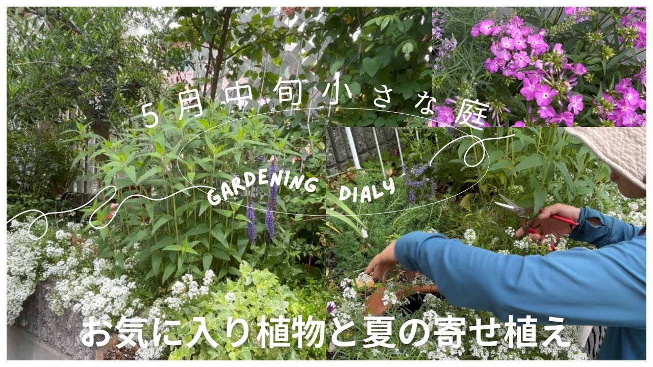 【小さな庭のガーデニング】育て易い！沢山咲く！お気に入り植物、初夏の園芸作業vlog　#ガーデニング #gardening    #ハクサンアンバサダー