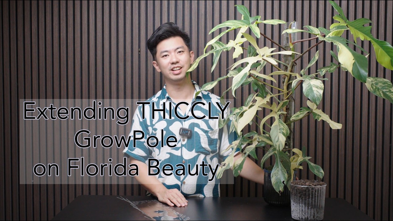 Extending GrowPole on Philodendron Florida Beauty