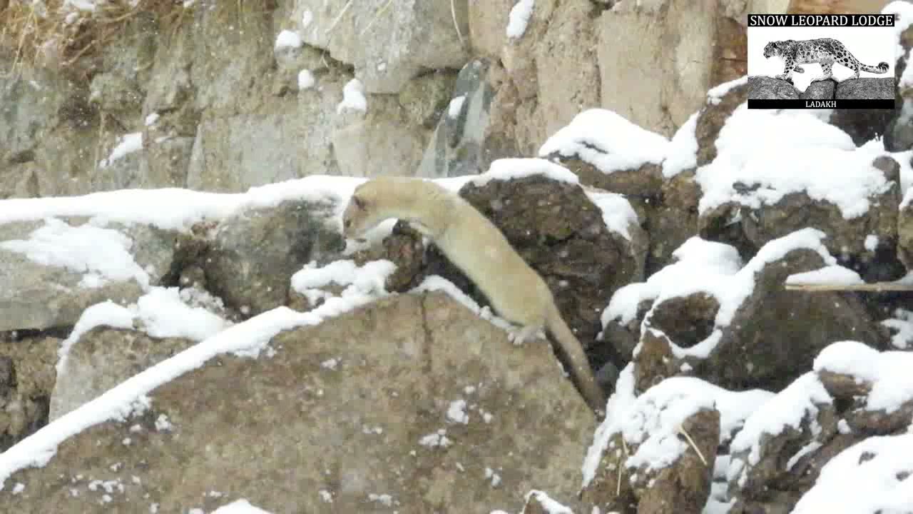 Lakimo - Our resident Mountain Weasel