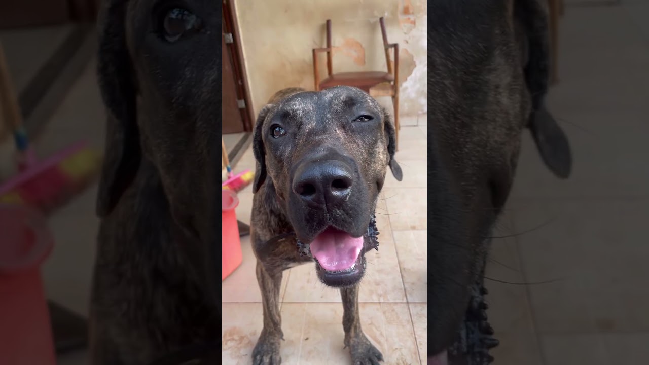 Вот что мне нравится 📸😂🐶 #шорты #fyp #шортыдлясобак #presacanario #шортыдляютуберов #собаки #собака