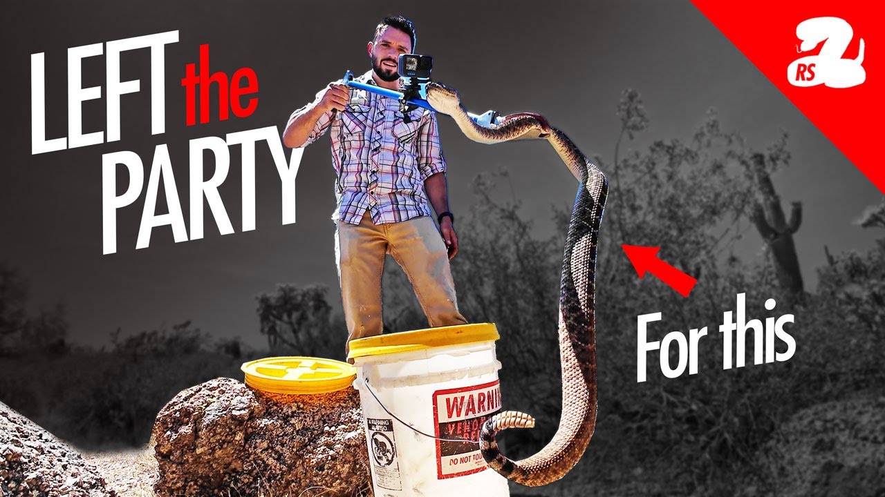 Rattlesnake Calls Interrupt Our Social Lives