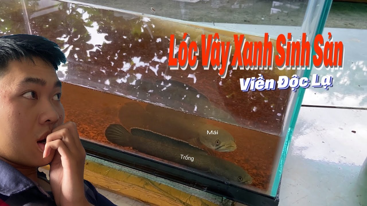Thịnh Đạt đ&atilde; gh&eacute;p được cặp L&oacute;c V&acirc;y Xanh Sinh Sản