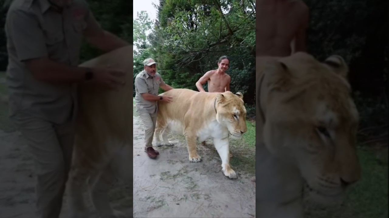 H&iacute;bridos de animais mais estranhos criados por humanos! #curiosidades #animais #bichos
