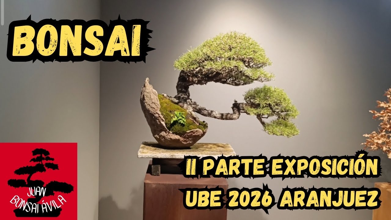 Exposición UBE bonsai 2026, II parte, segunda sala y Luis Vallejo #bonsai #ubebonsai