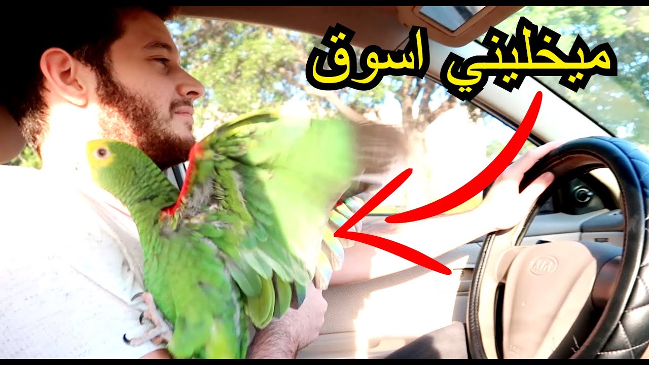 شوفوا ميزو شكد يحجي لمن اخذه طلعة برى البيت ينجن وميسكت يطير فرح!!