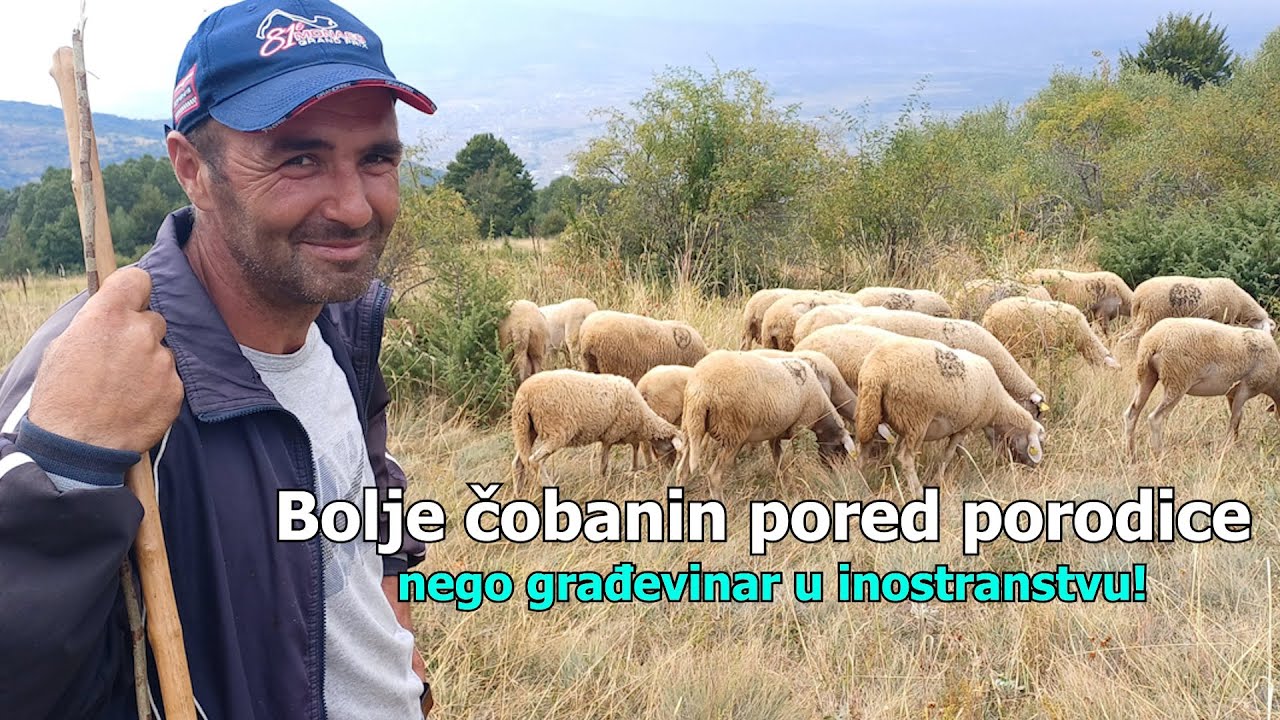 Bolje čobanin pored porodice nego građevinar u inostranstvu! 🐑🏡✈️