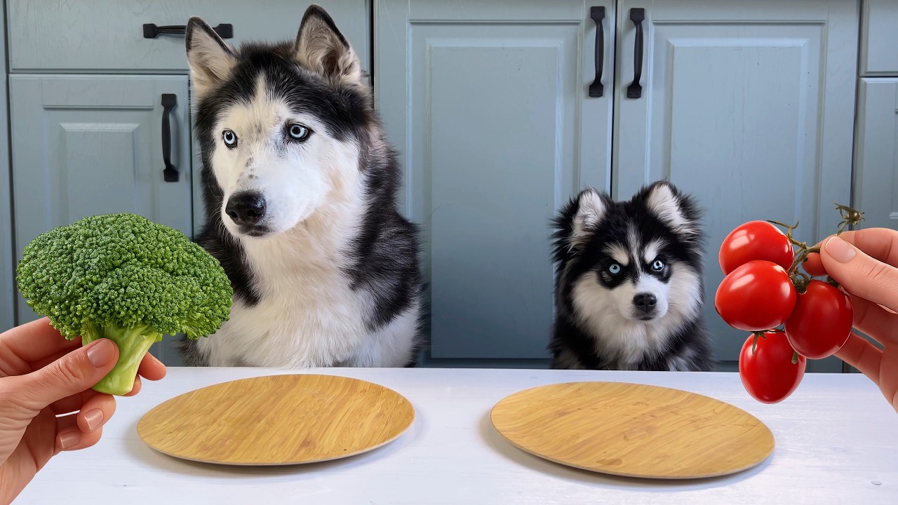 Puppy Tries Vegetables for the First Time, Husky Eats Everything! Dog Food Review