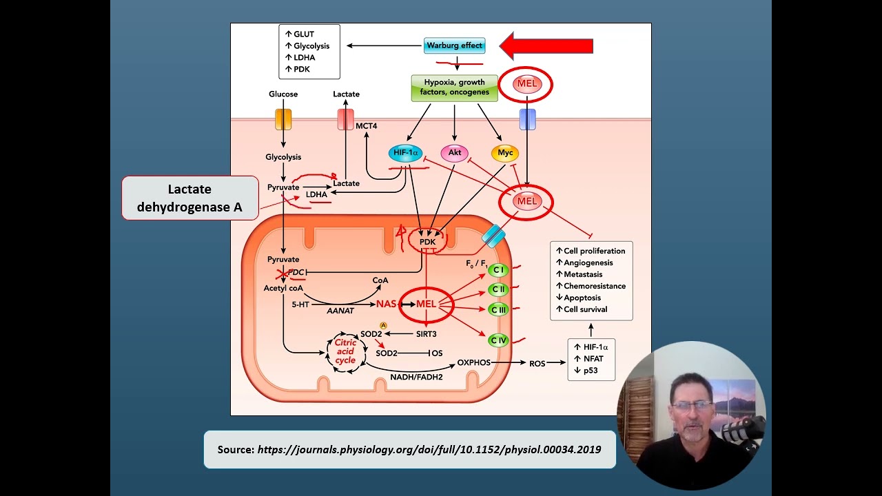 Mitochondrial Melatonin, SIRT3 and SOD Activation, HIF 1 alpha downregulation