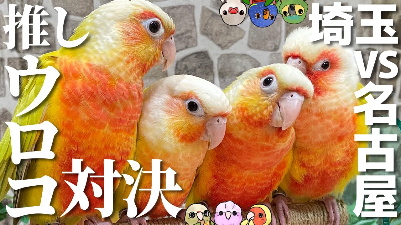 【ウロコインコ】埼玉店vs名古屋店、愛が強いのはどっち？？【こんぱまる名古屋店】