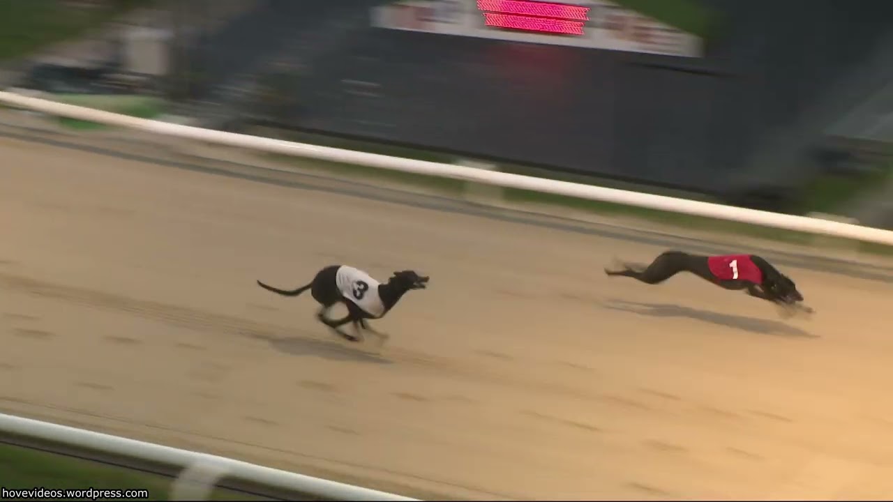 Hove Greyhound Trials 5/3/26