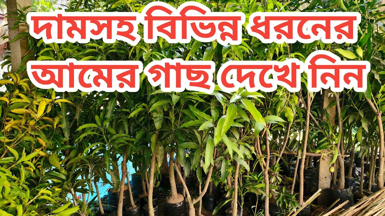 আসুন দামসহ বিভিন্ন ধরনের আমের চারা গাছ দেখে নিই।। মা অন্নপূর্ণা নার্সারি।।Contact Number -9832745052