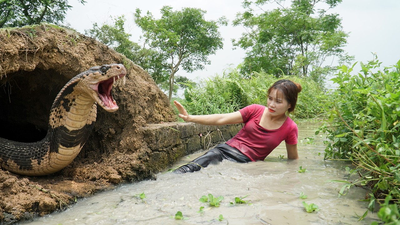 72 Hours Hunting Giant Snake  on the Fields – Harvesting Fresh Cabbage for the Market! 🐍🥬