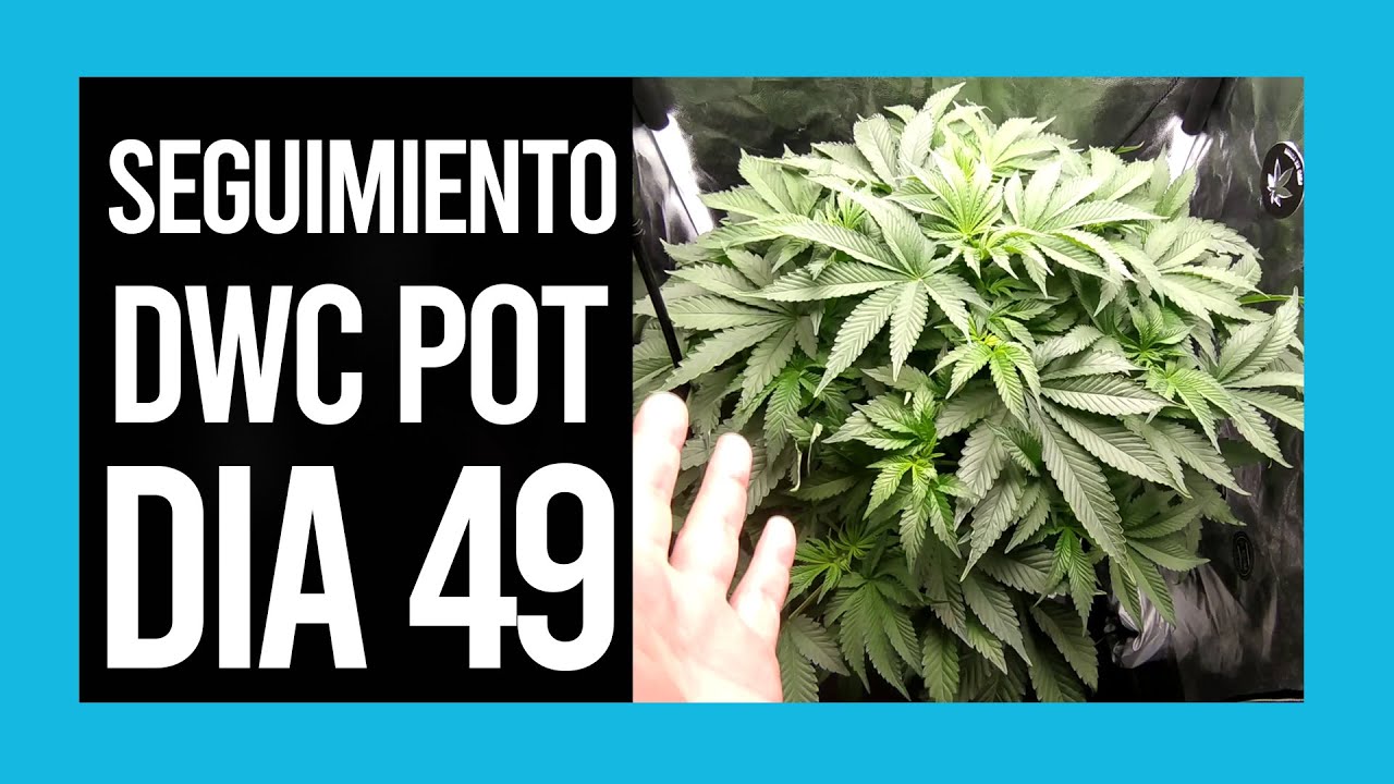 SEGUIMIENTO DWC Dia 49 | Mars Hydro TS 1000