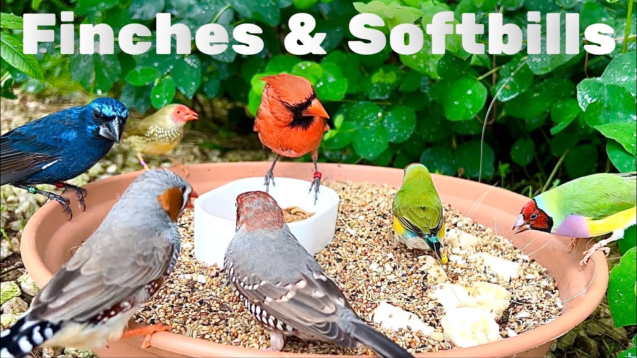 Bird Sounds 4K | Finch & Softbill Aviary | Beautiful Aviary Birds Feeding & Singing 