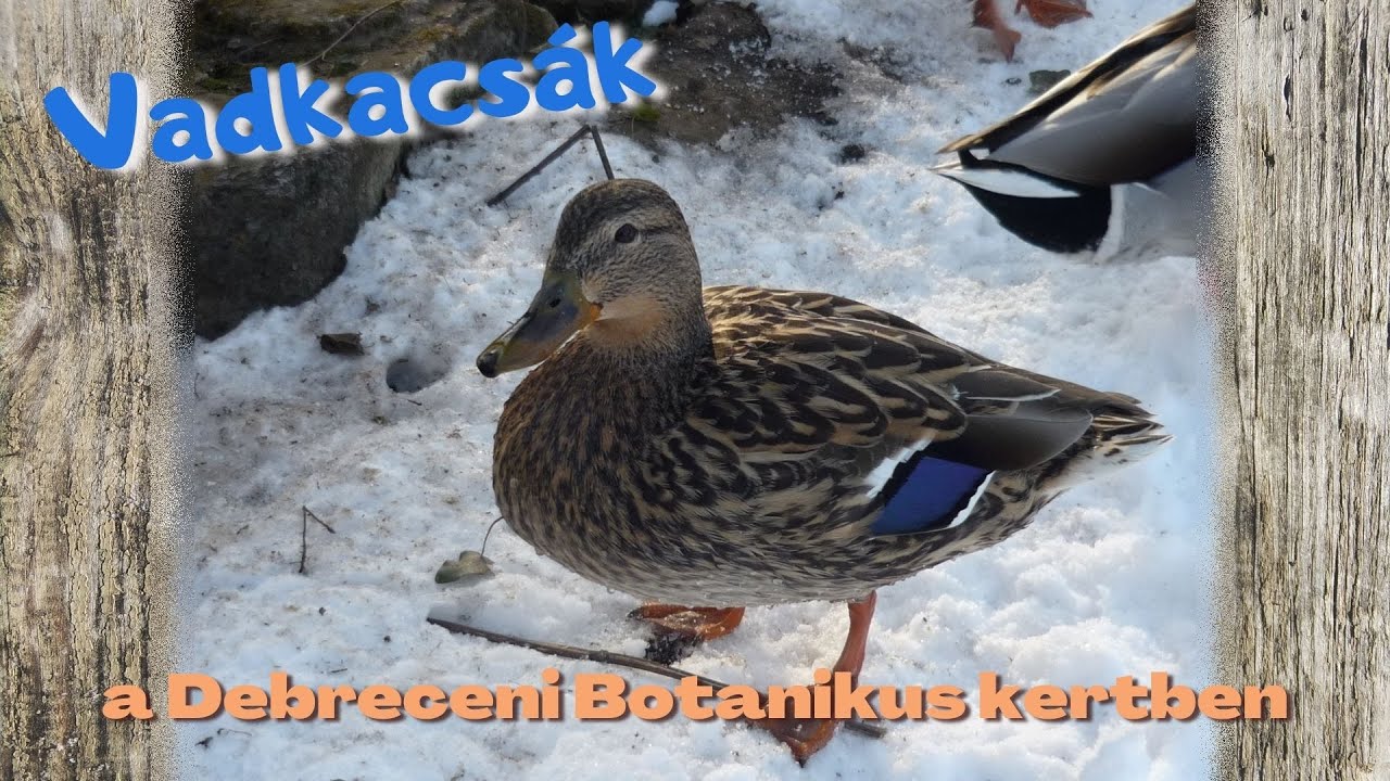 Vadkacs&aacute;k a Debreceni Botanikus kertben 🦆 Wild ducks in the Debrecen Botanical Garden