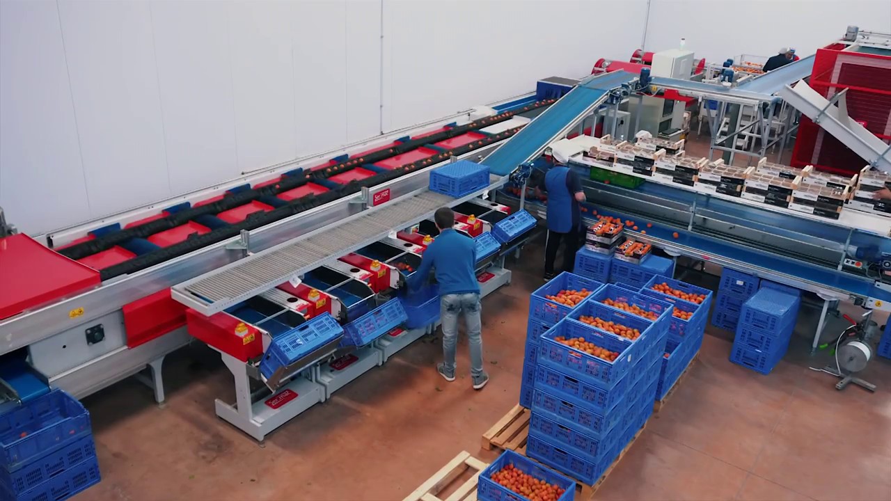 Lavorazione albicocche