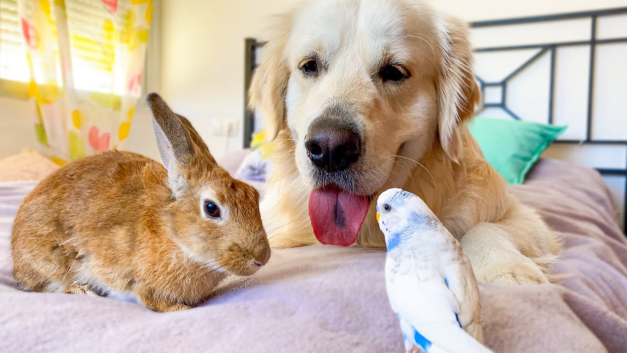 Dog, Rabbit and Budgie - Cute Friends
