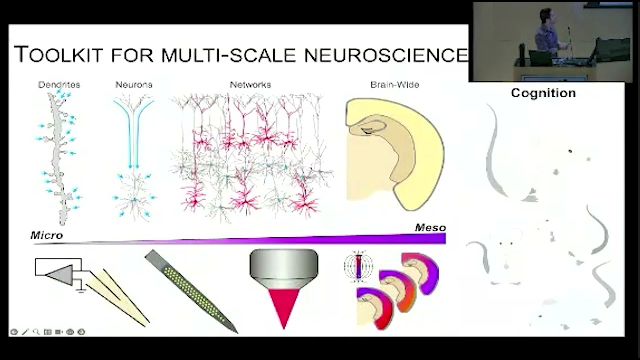 Polymer Neural Interfaces for Simultaneous Electrical and Optical Recordings In Vivo