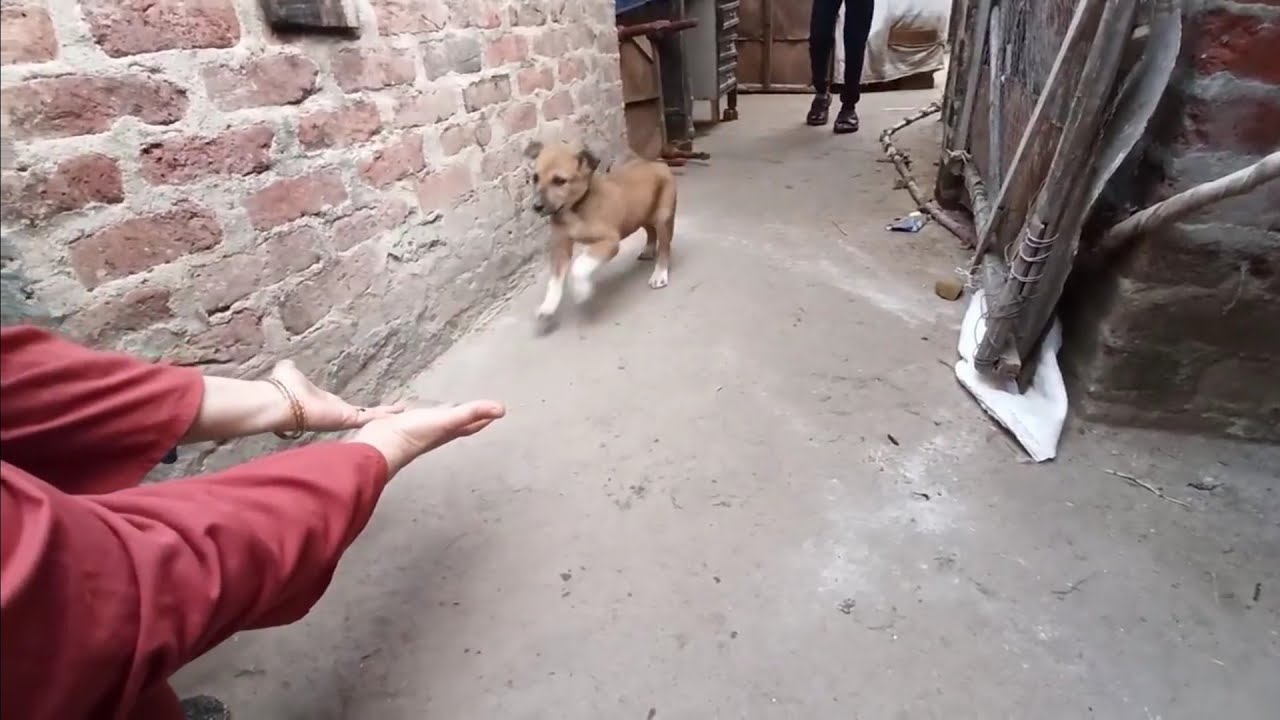 لقطات ظريفه لمراحل نمو الكلب ركس منذ قدومه حتى الان