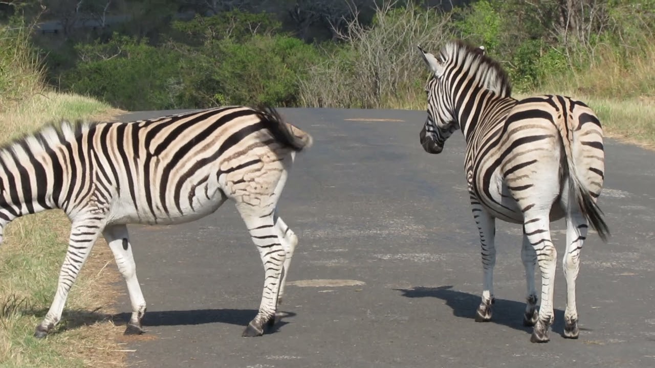 Zebra Poops