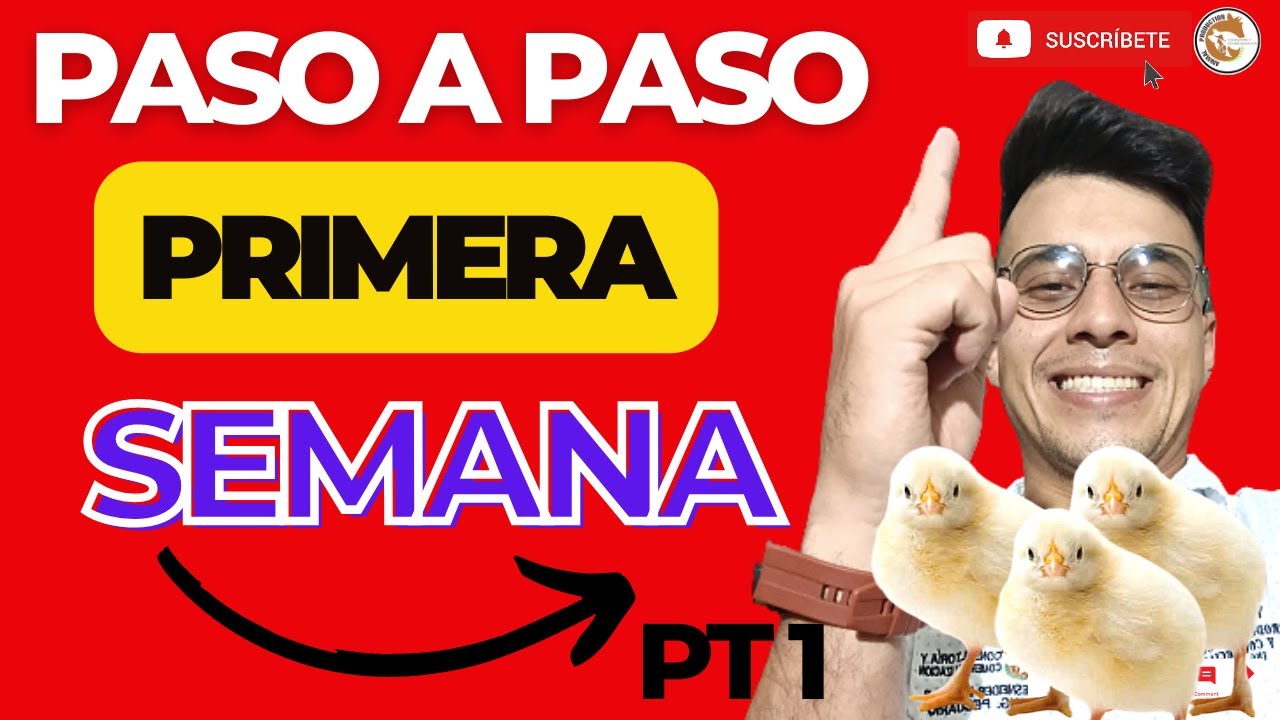 😁MANEJO PRÁCTICO DE LOS POLLITOS EN LA PRIMERA SEMANA💰LA PRIMERA SEMANA DE VIDA DEL POLLO POR PASOS🤩