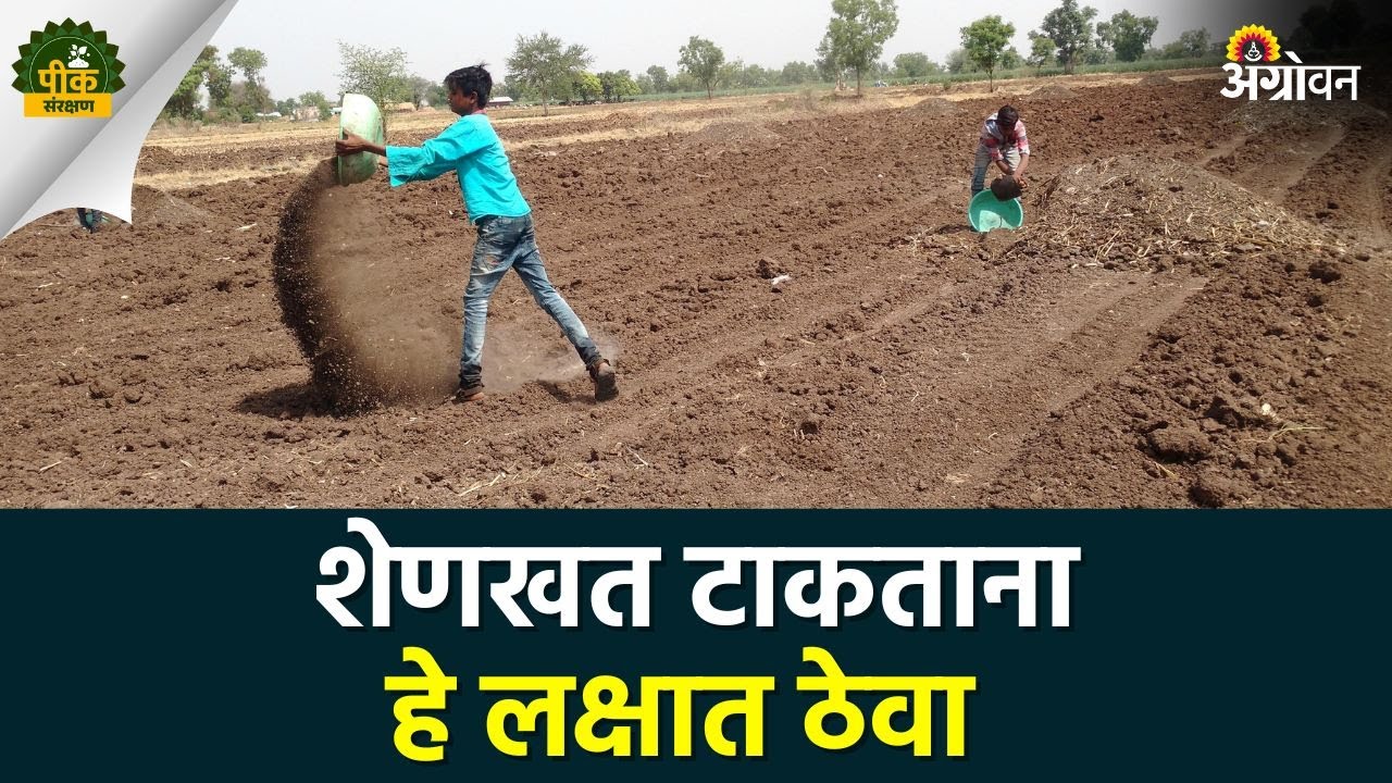 शेणखत टाकताना या गोष्टी लक्षात ठेवा |Agroown | ॲग्रोवन | #cowdungcompost