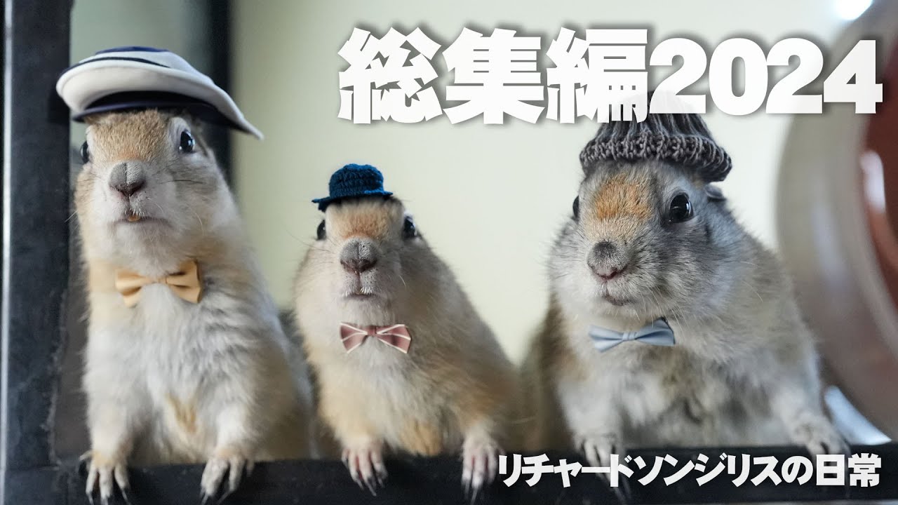 今年もお世話になりました。総集編2024【リチャードソンジリス】