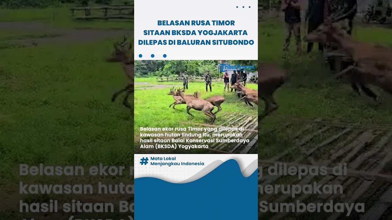 Belasan Rusa Timor  Hasil Sitaan BKSDA Yogjakarta Dilepas di Taman Nasional Baluran