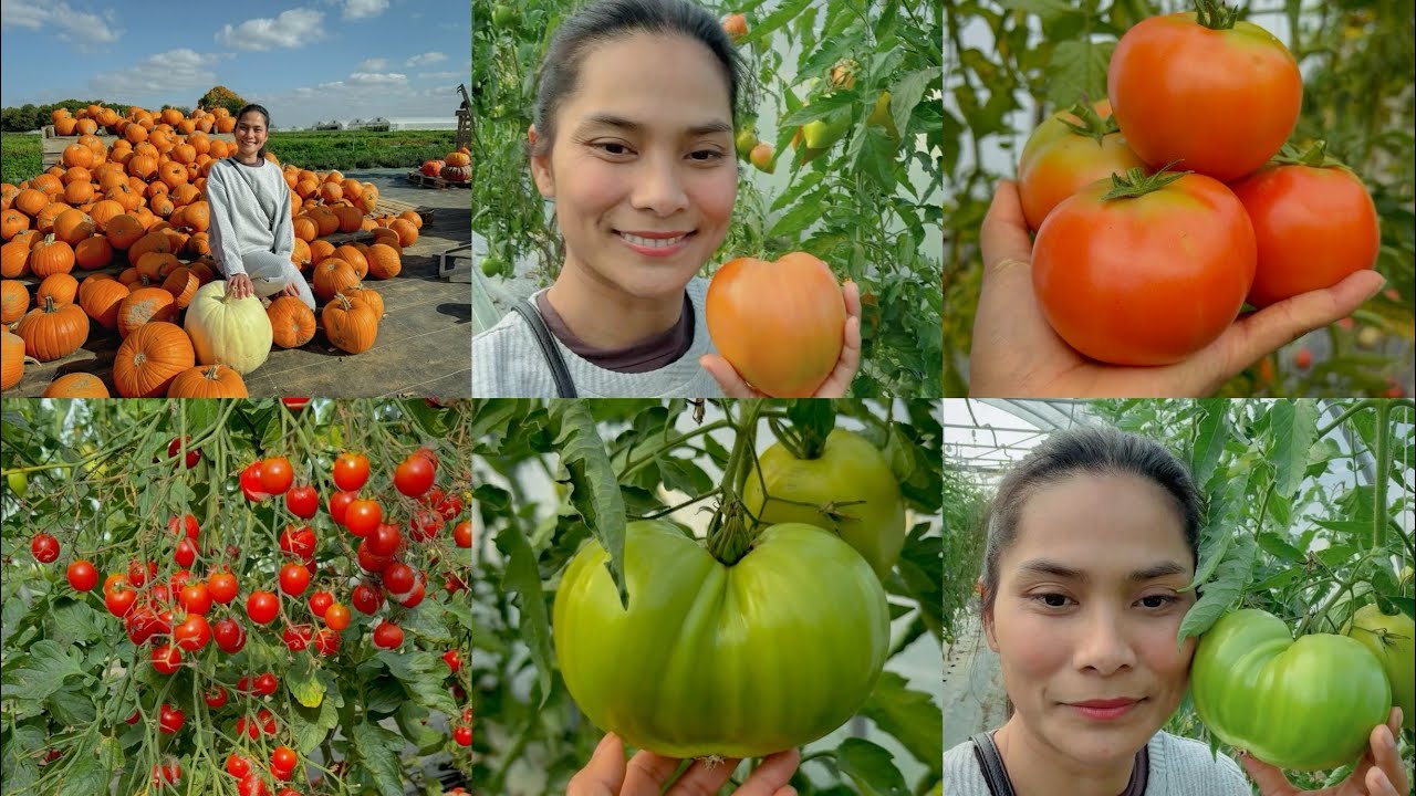 មកចំការបេះប៉េងបេាះម្តងទៀតមុនគេបិត ផ្លែធំៗល្អណាស់🍅