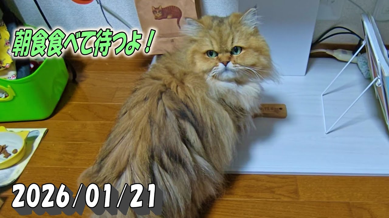 新しく植え替えた草は確認だけして朝食を食べるひとみ　Persian cat Hitomi's relaxing days　2026/01/21
