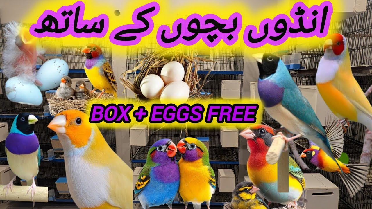 MASHALLAH GOLDIANS ,BLUE , LUTINO, COMMON WITH EGGS 