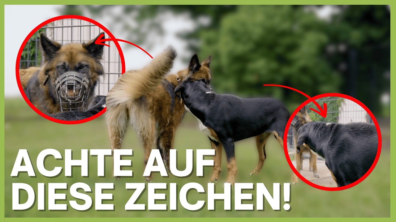 Hundebegegnung richtig deuten | Körpersprache live erklärt